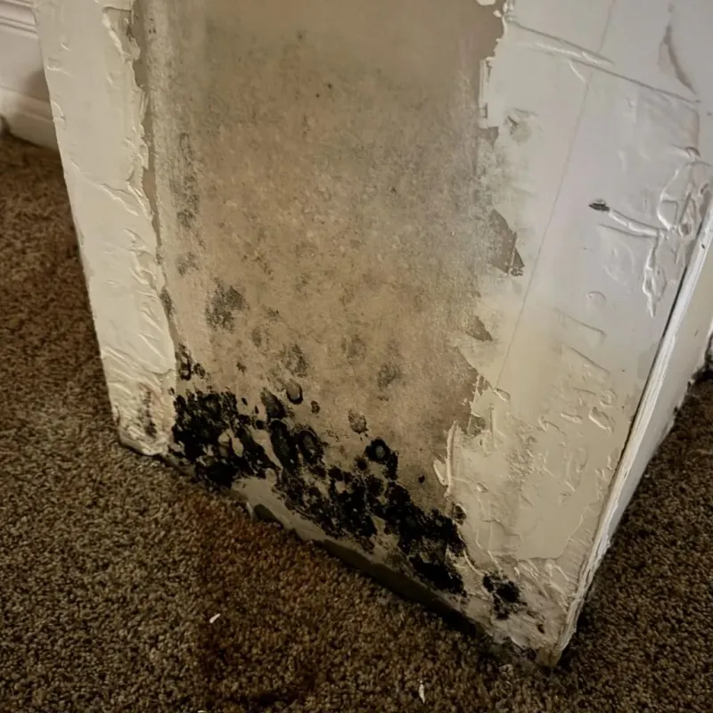 Professional Mold Removal in Sycamore, IL